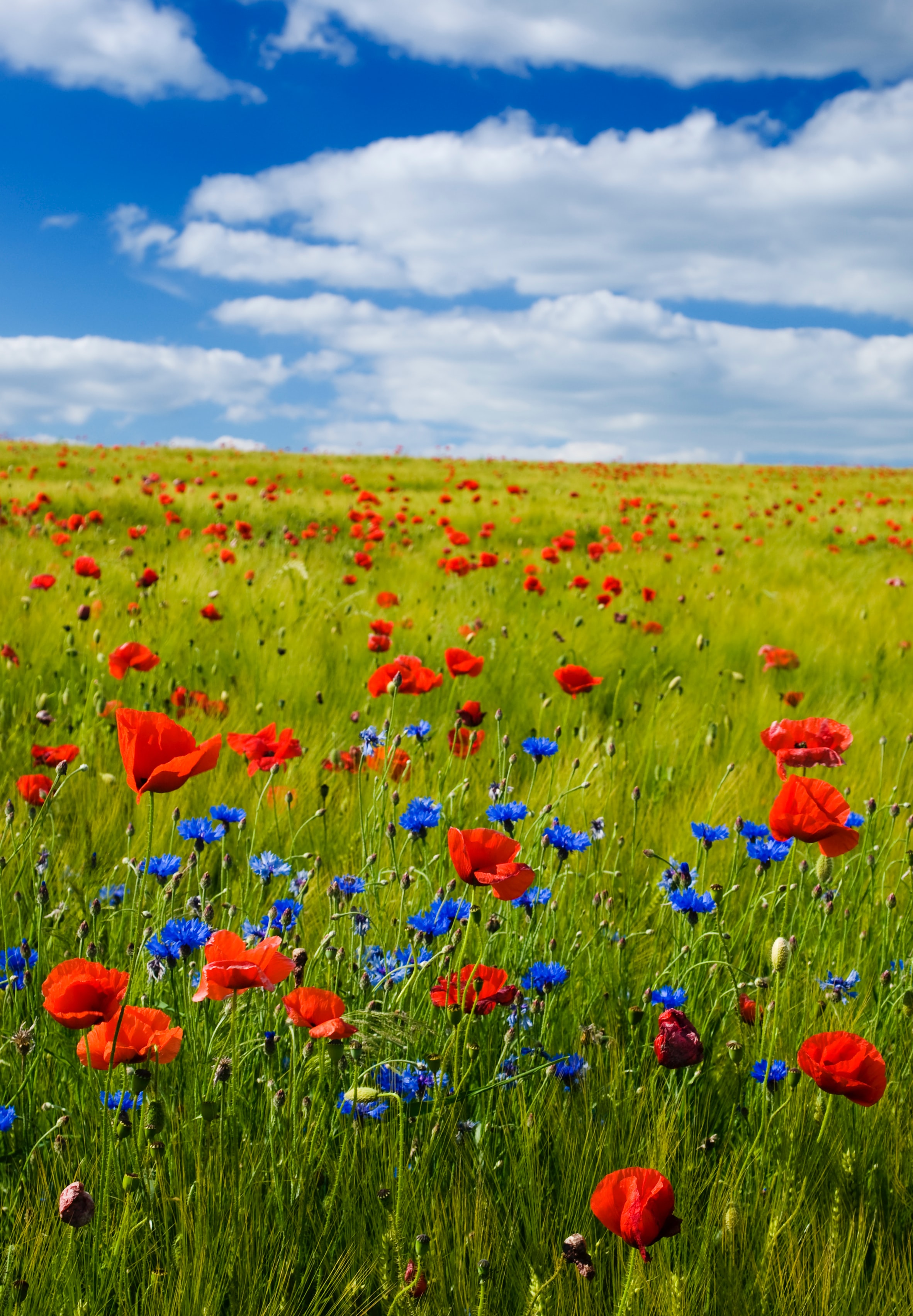 1915  Memorial Day Commemoration - Poppies as a symbol for this day